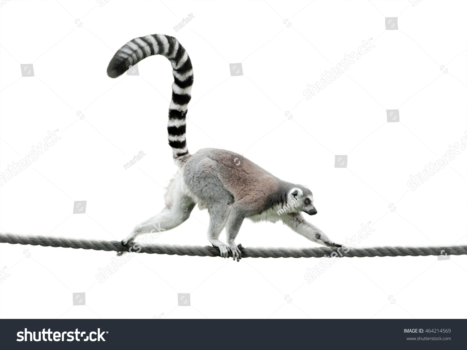 stock-photo-ring-tailed-lemur-walking-on-a-rope-isolated-over-a-white-background-464214569